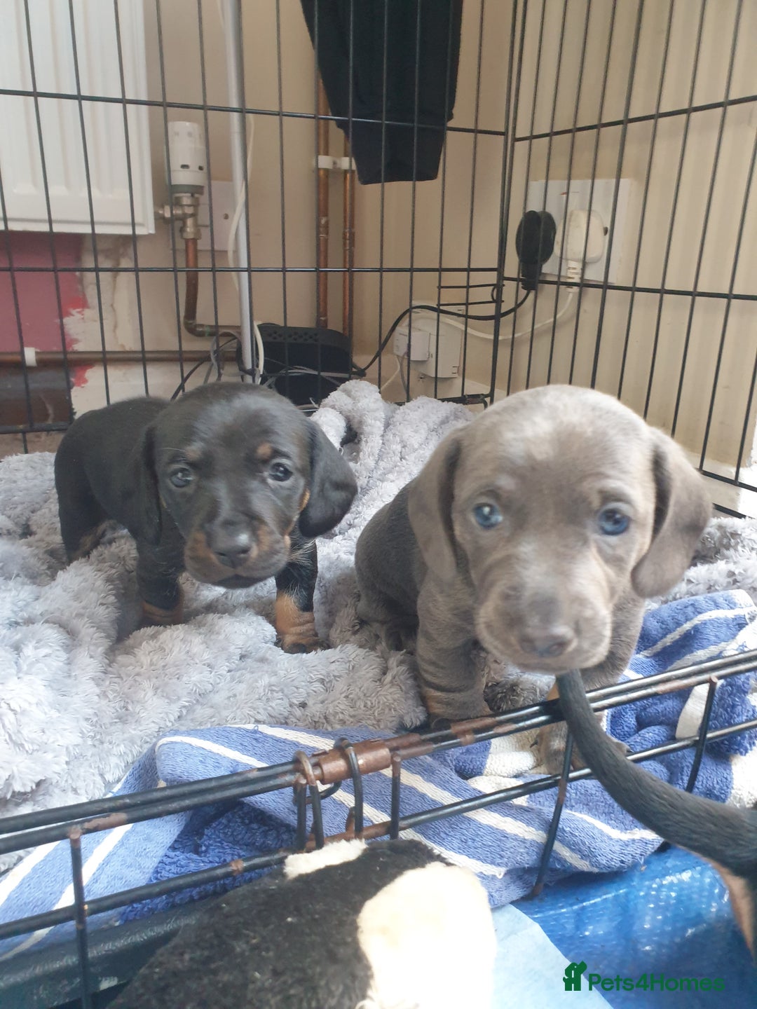 Dachshund dogs for sale: Sausage dog puppies - Image 3