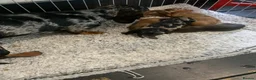 Miniature Dachshund dogs for sale: Miniature dachshund, family bred  - Advert 12