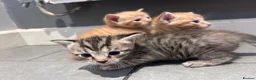 Mixed Breed cats for sale: Beautiful mixed litter for sale  - Advert 14