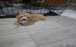 Cockapoo dogs for sale: F1b cockapoos ONLY 1 boy left READY NOW - Image 14