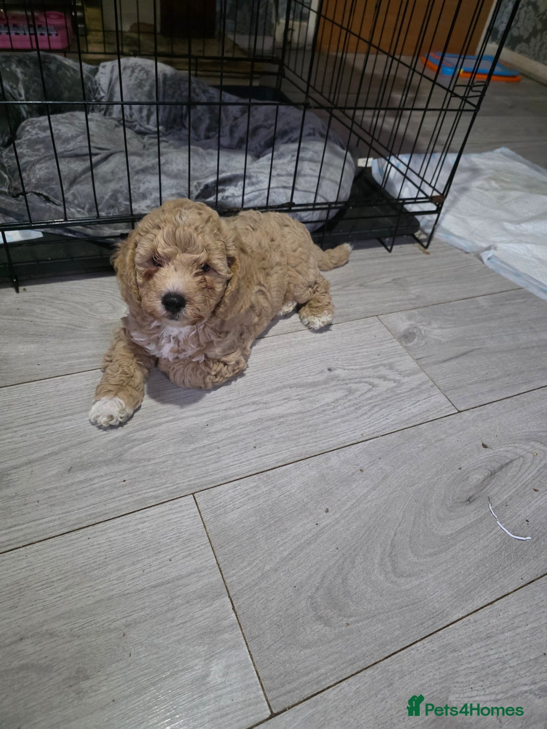 Cockapoo dogs for sale: F1b cockapoos ONLY 1 boy left READY NOW - Image 14