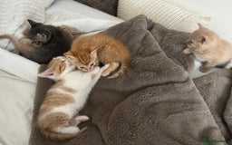 Mixed Breed cats for sale: Beautiful Kittens for sale - Image 17