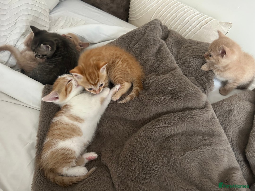 Mixed Breed cats for sale: Beautiful Kittens for sale - Image 17