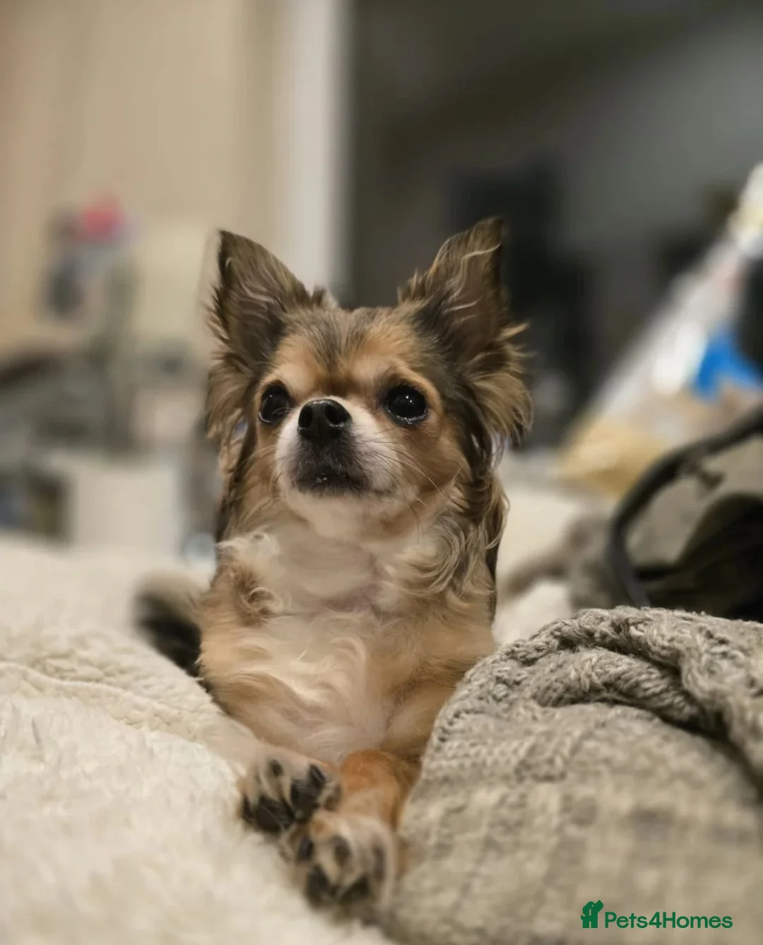 Chihuahua dogs for sale: Beautiful Long-Haired Chihuahua Puppies in Harlow - Advert 2