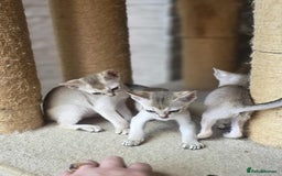 Singapura cats for sale: Stunning Singapura kittens  - Image 29