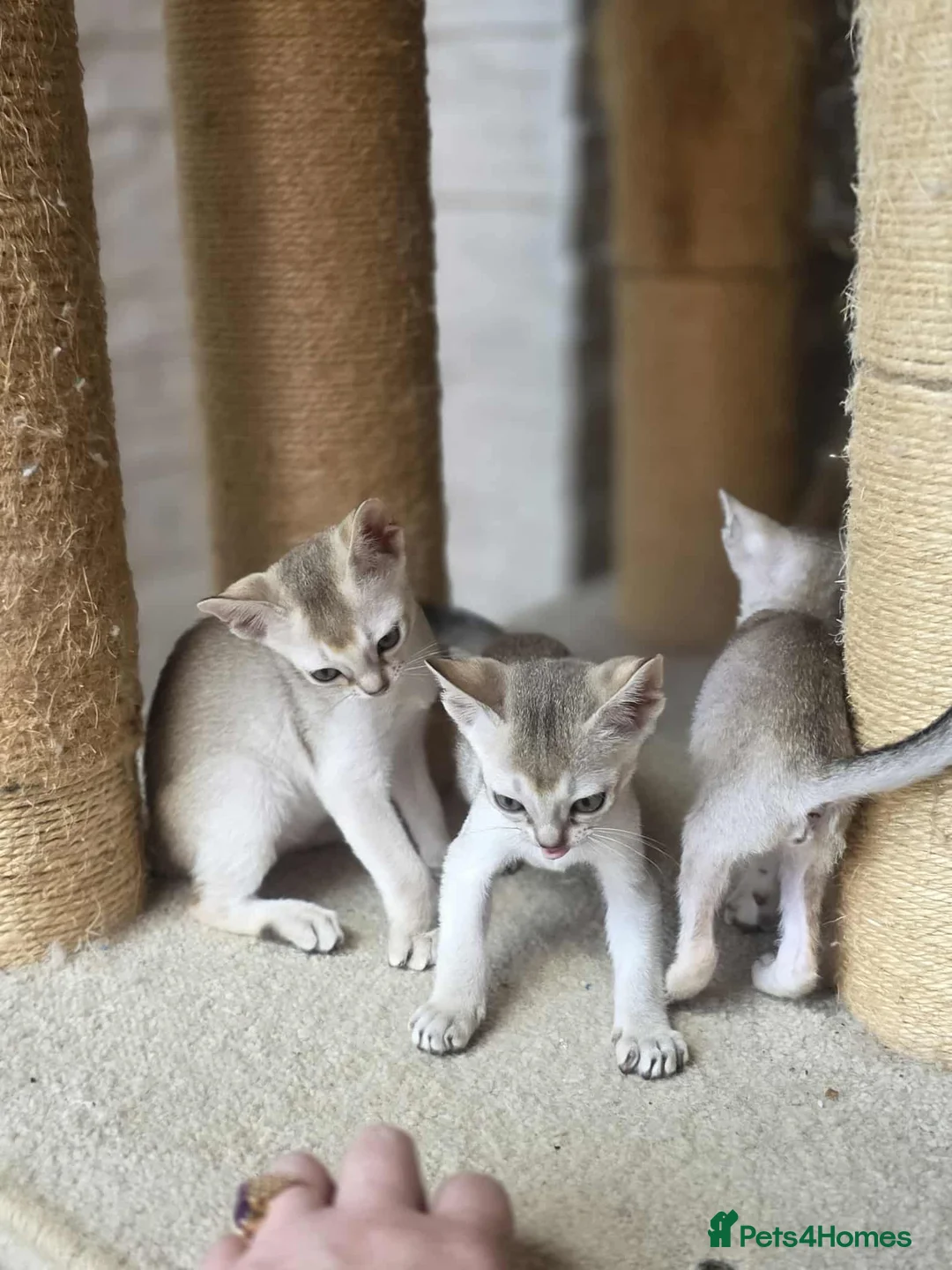Singapura cats for sale: Stunning Singapura kittens  - Advert 22