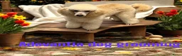 Miniature Poodle dogs for sale: Miniature Poodle puppies.  - Advert 2