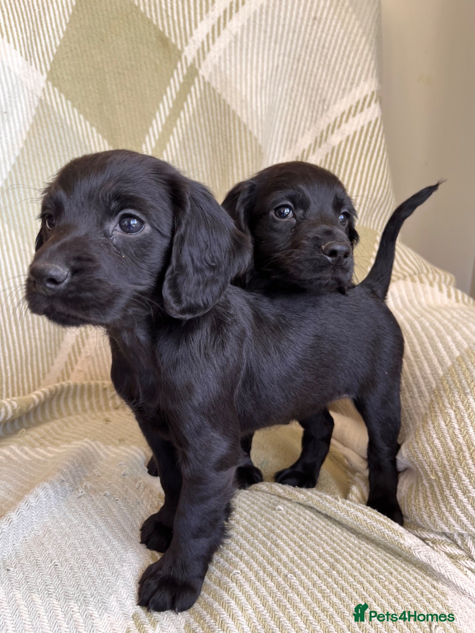 Cocker Spaniel dogs KC Health Tested Beautiful Cocker Spaniel Pups - Advert 2