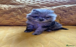 Pomeranian dogs for sale:  Pomeranian’s extra small beautiful fluffy - Image 2