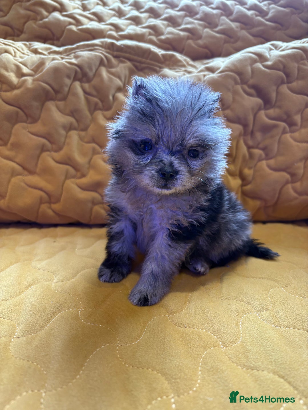Pomeranian dogs for sale:  Pomeranian’s extra small beautiful fluffy - Image 2