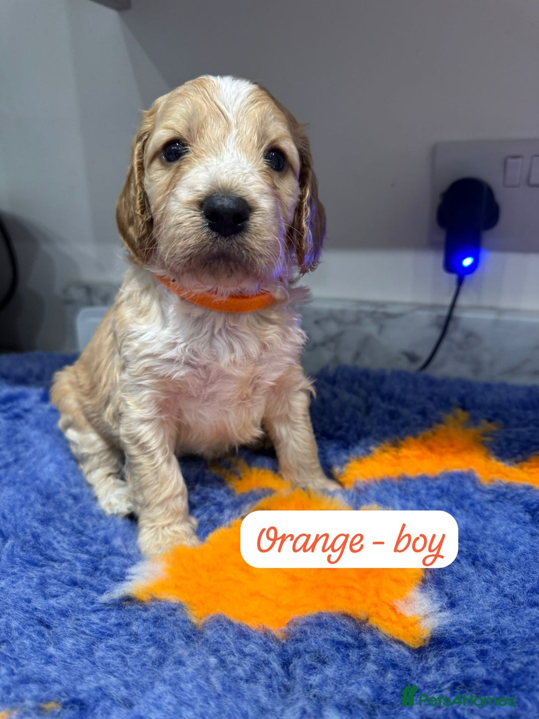 Cockapoo dogs for sale: Cockapoo puppies - Advert 12