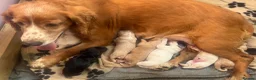 Cocker Spaniel dogs for sale: Working cocker spaniel puppies - Advert 14