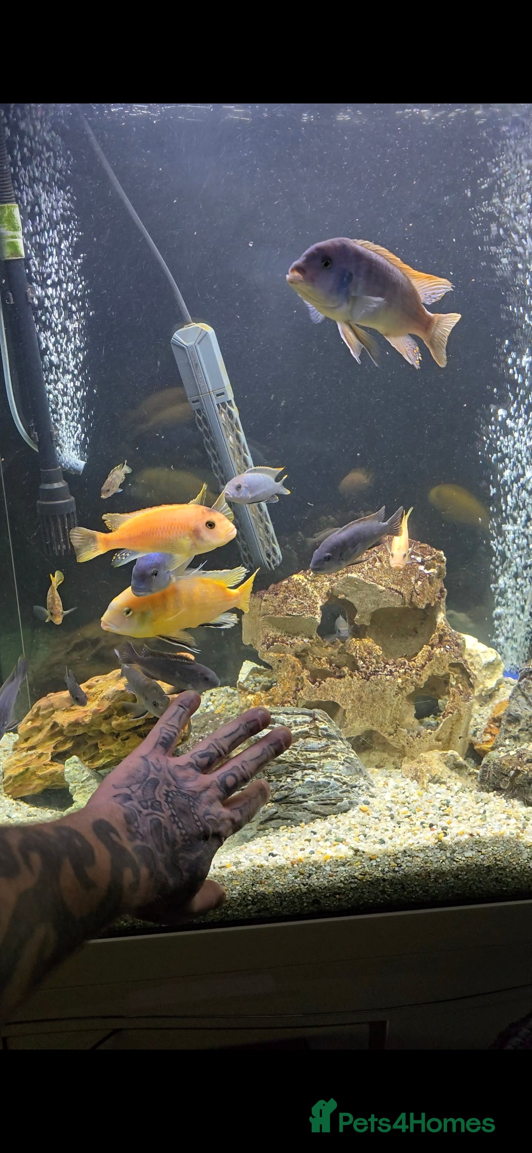 Cichlids fish for sale: Mixed large malawi cichlids - Advert 3