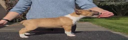 English Bull Terrier dogs for sale: English bull terrier puppies  in Bedford - Advert 6
