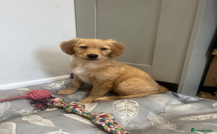 Golden Retriever dogs - Advert 5