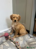 Golden Retriever dogs - Advert 2