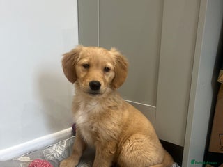 Golden Retriever dogs - Advert 2