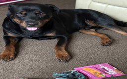 Rottweiler dogs for sale: Diesel  - Image 1