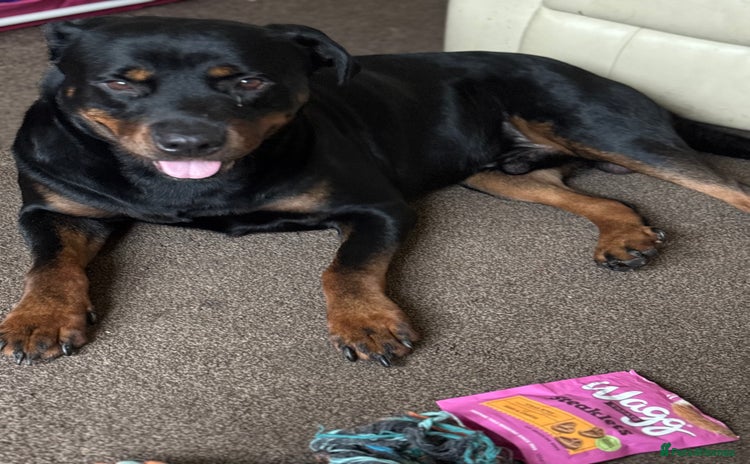 Rottweiler dogs - Advert 10