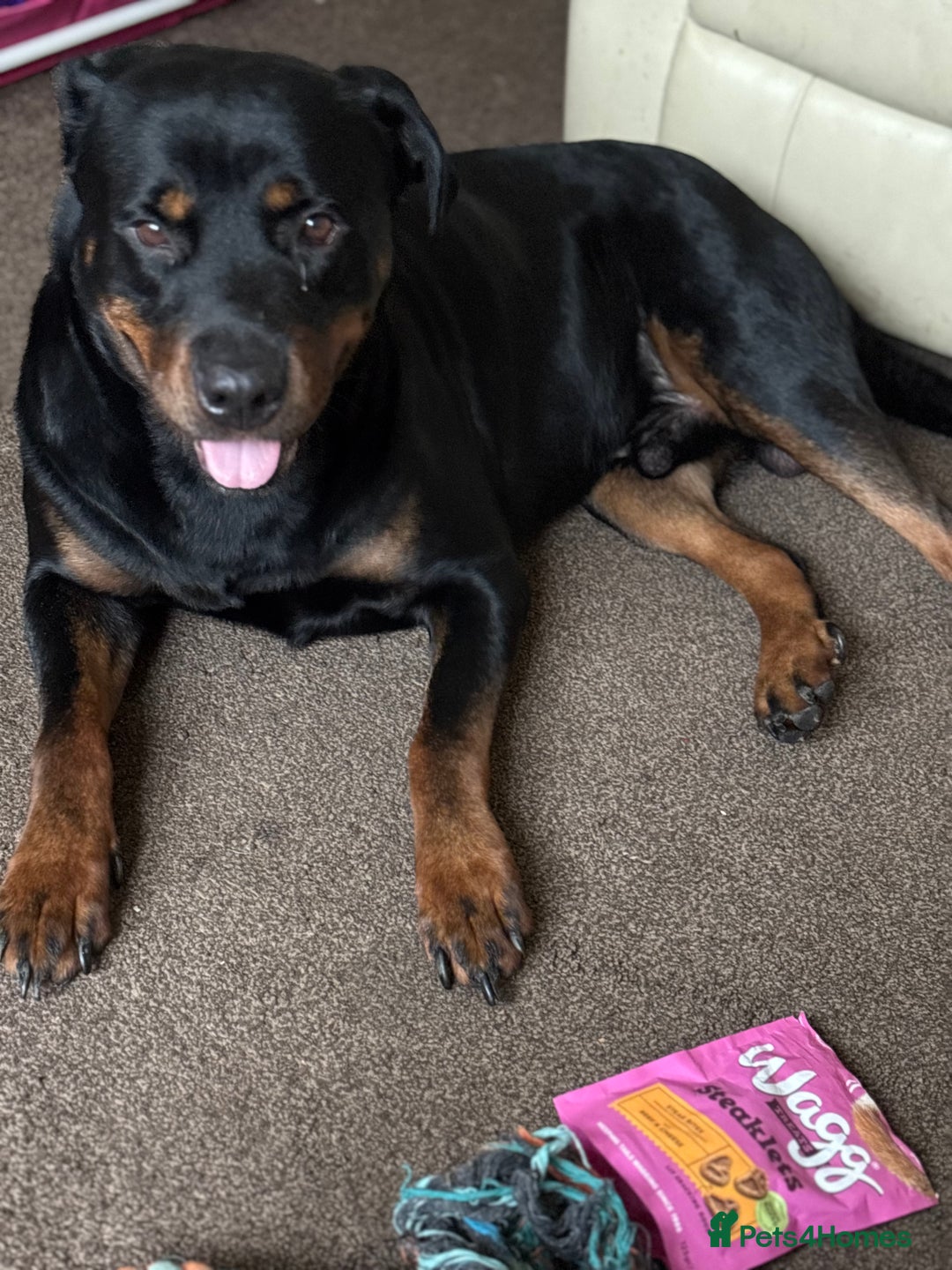 Rottweiler dogs for sale: Diesel  - Image 1