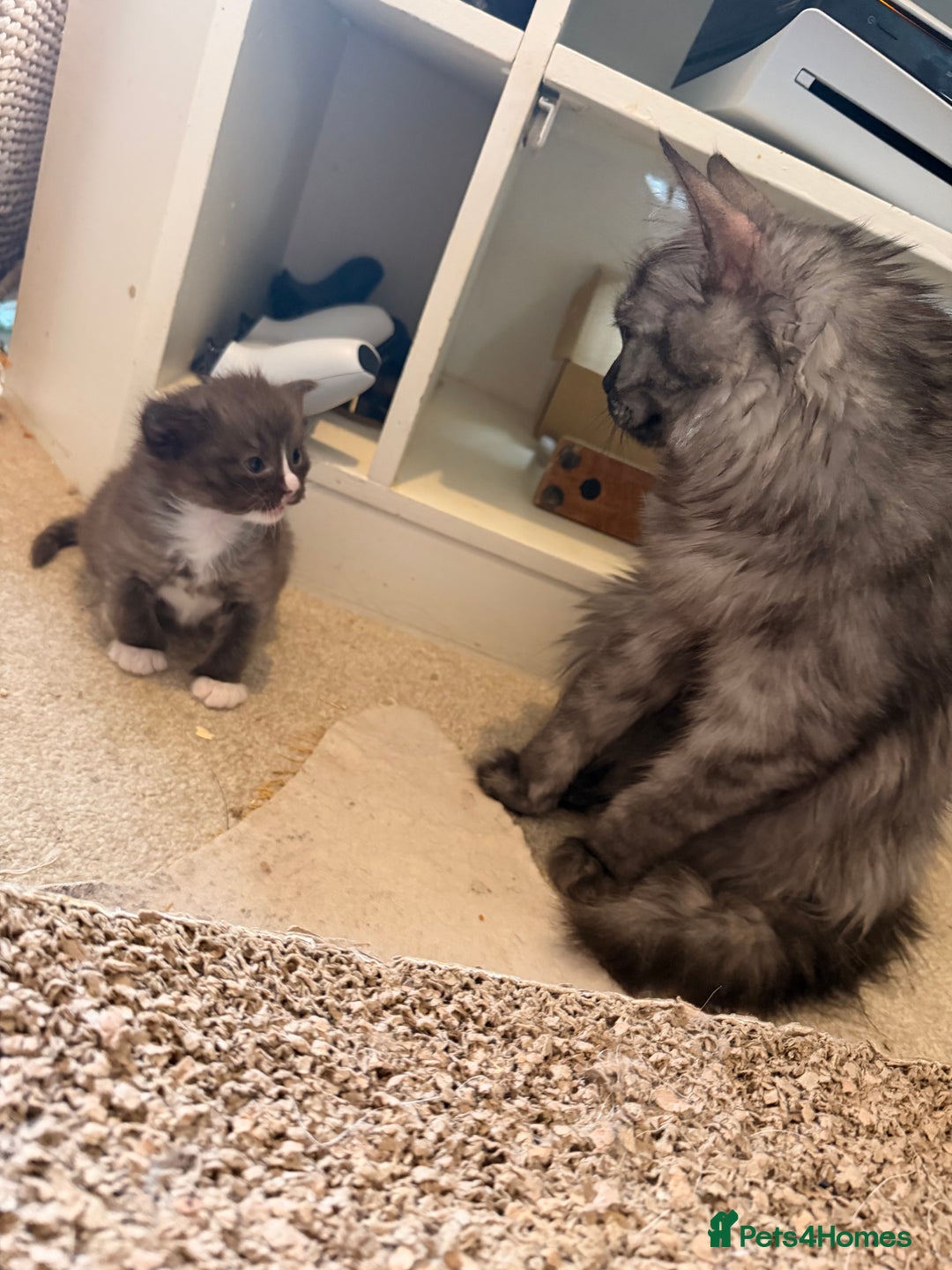 Ragdoll cats for sale: Beautiful Persia dolls  - Advert 7