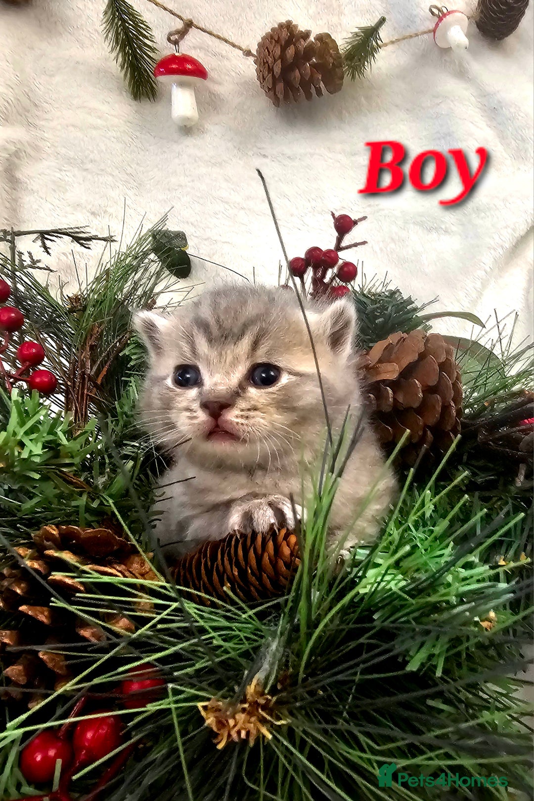 British Shorthair cats for sale: Beautiful British Shorthair Kittens for Sale - Advert 2