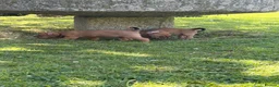 Jack Russell dogs for sale: Purebred smooth coat short leg jack russell pups  in Liskeard - Advert 5