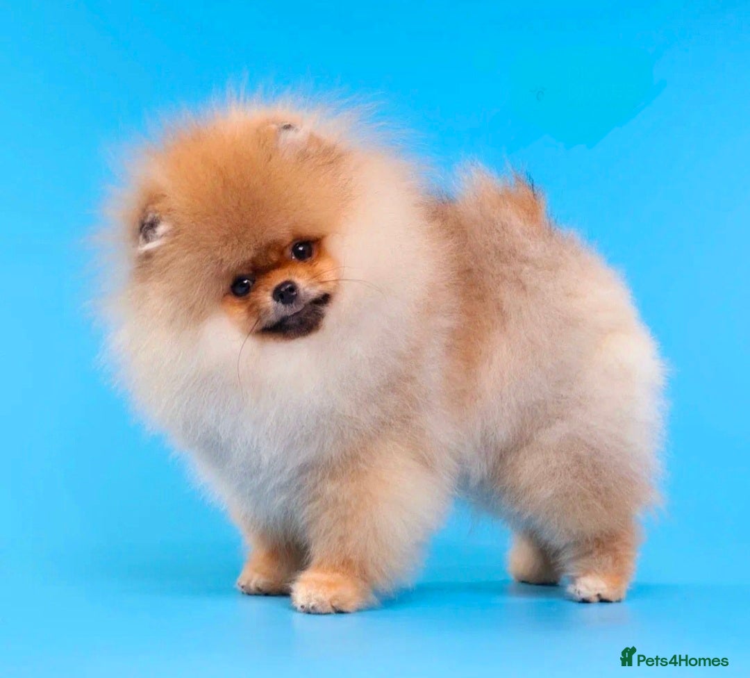 Pomeranian dogs for sale: Super tiny 2 Girls & a boy 💙💓 - Image 15