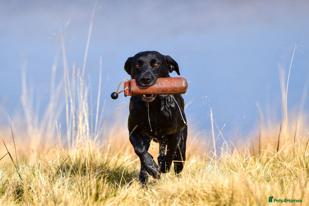 Labrador Retriever dogs for sale: KC registered puppies, health tested parents - Image 10