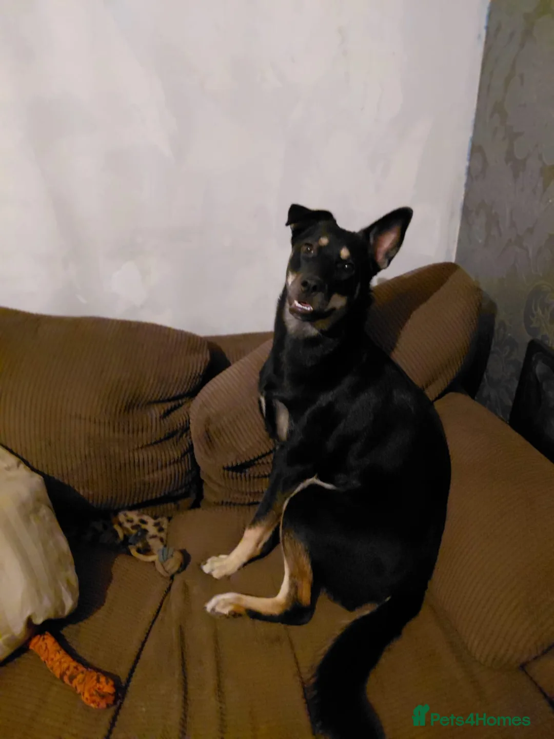 Gallery Image {{count}}