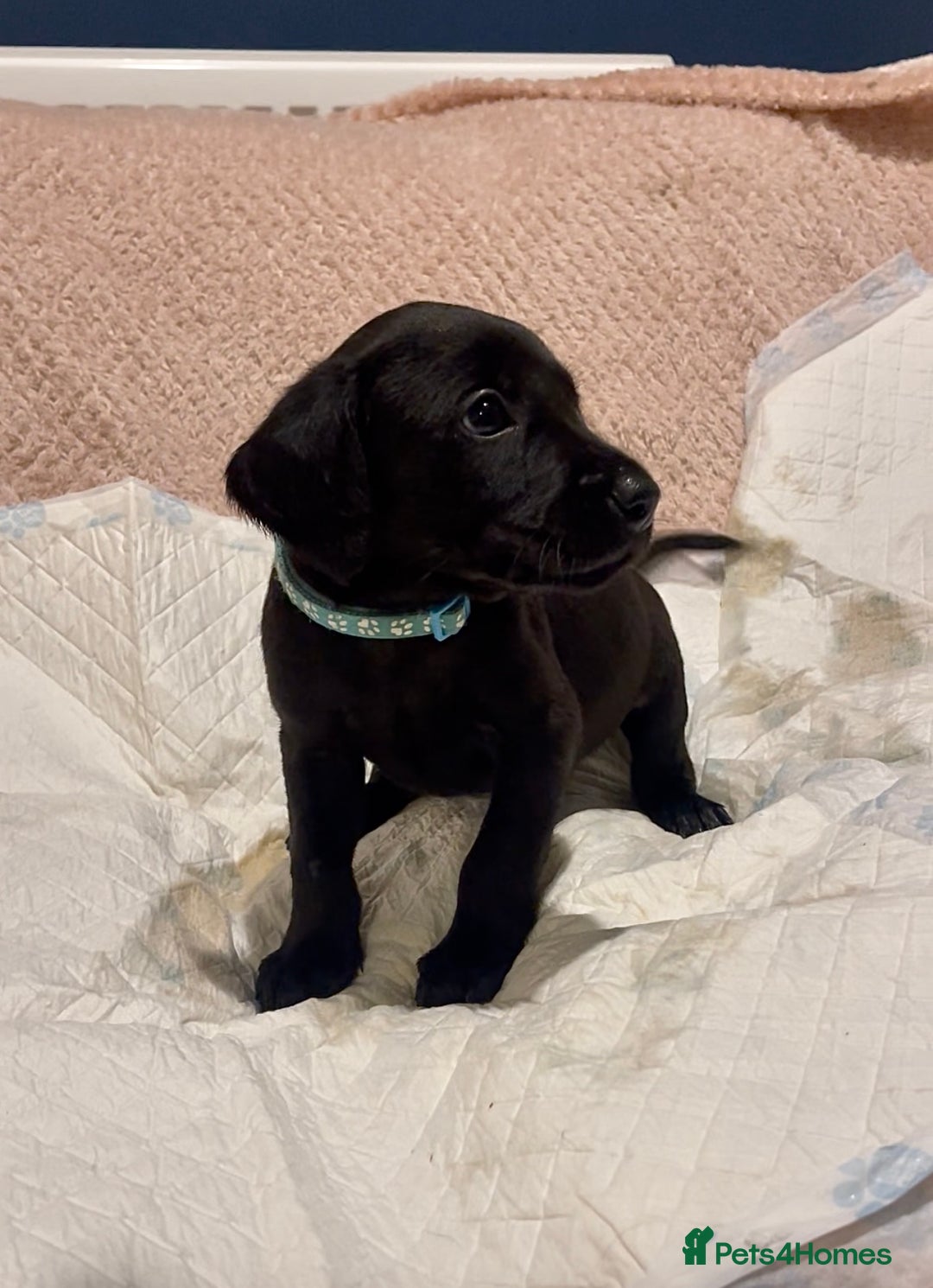 Labrador Retriever dogs for sale: 4 Boys Remaining 🐶  - Image 18