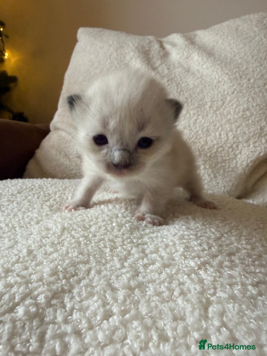 Ragdoll cats for sale: 🥰 blue Ragdolls 🥰 - Advert 9