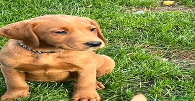 Labrador Retriever dogs - Advert 13