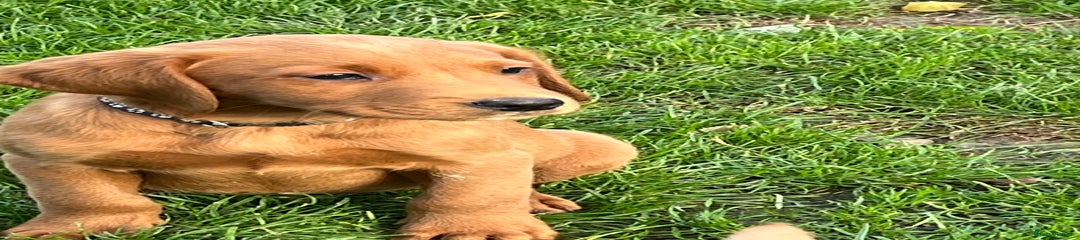  Puppy 1