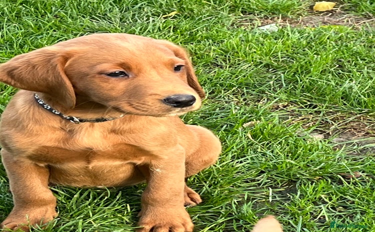 Labrador Retriever dogs - Advert 3