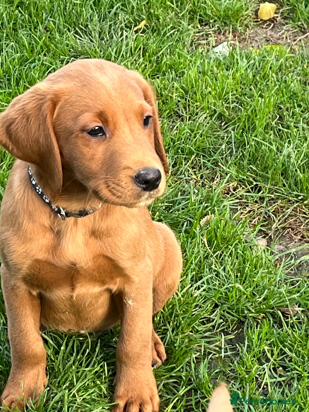 Labrador Retriever dogs for sale: FANTASTIC LITTER FOX RED LABRADOR PUPPIES  - Image 1