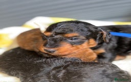 Mixed Breed dogs for sale: Foxipoo puppy’s  - Image 16