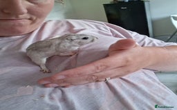 Mixed Breed rabbits for sale: Rabbits, guinea pigs and gerbil  - Image 6