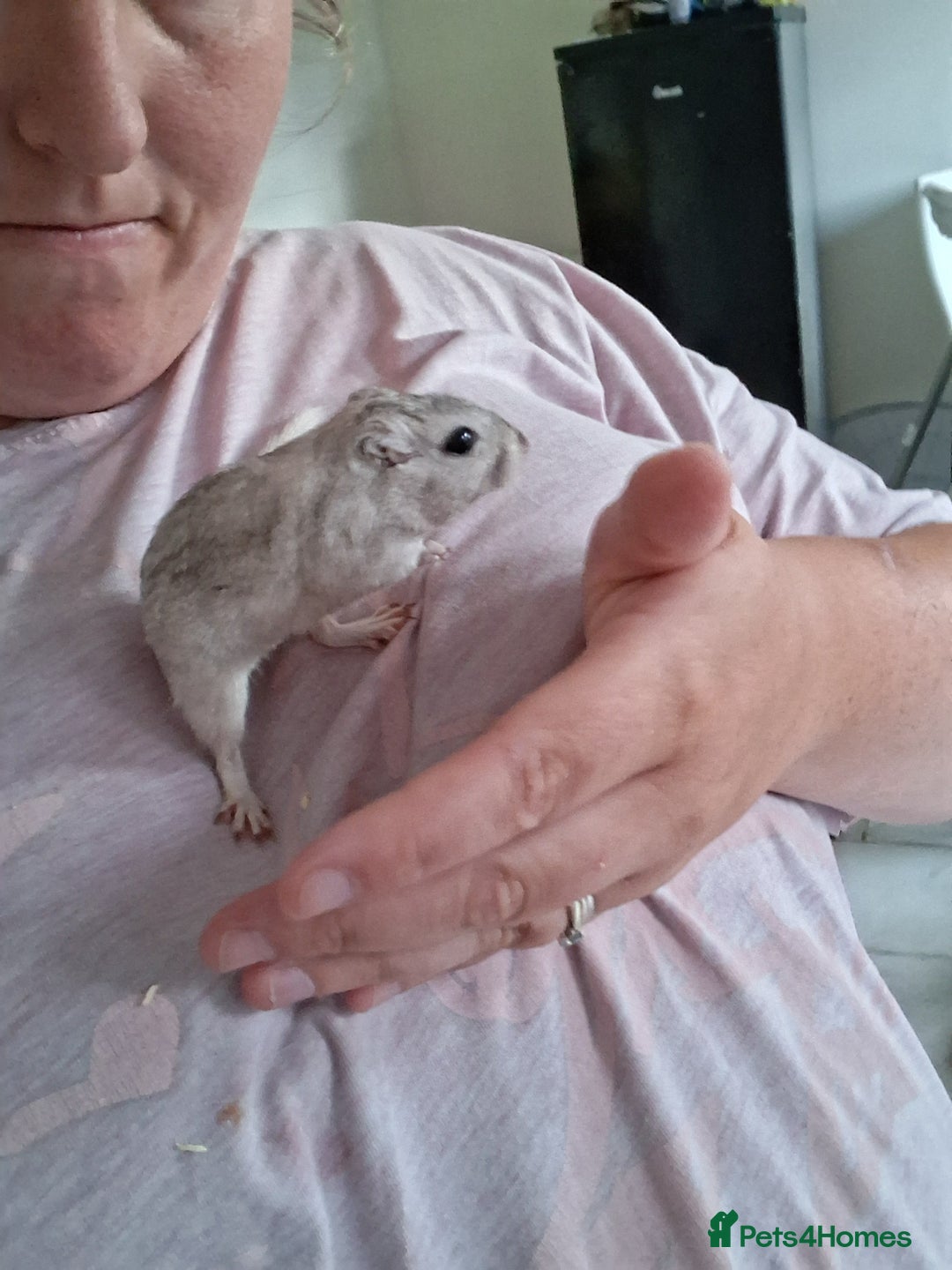 Mixed Breed rabbits for sale: Rabbits, guinea pigs and gerbil  - Image 6