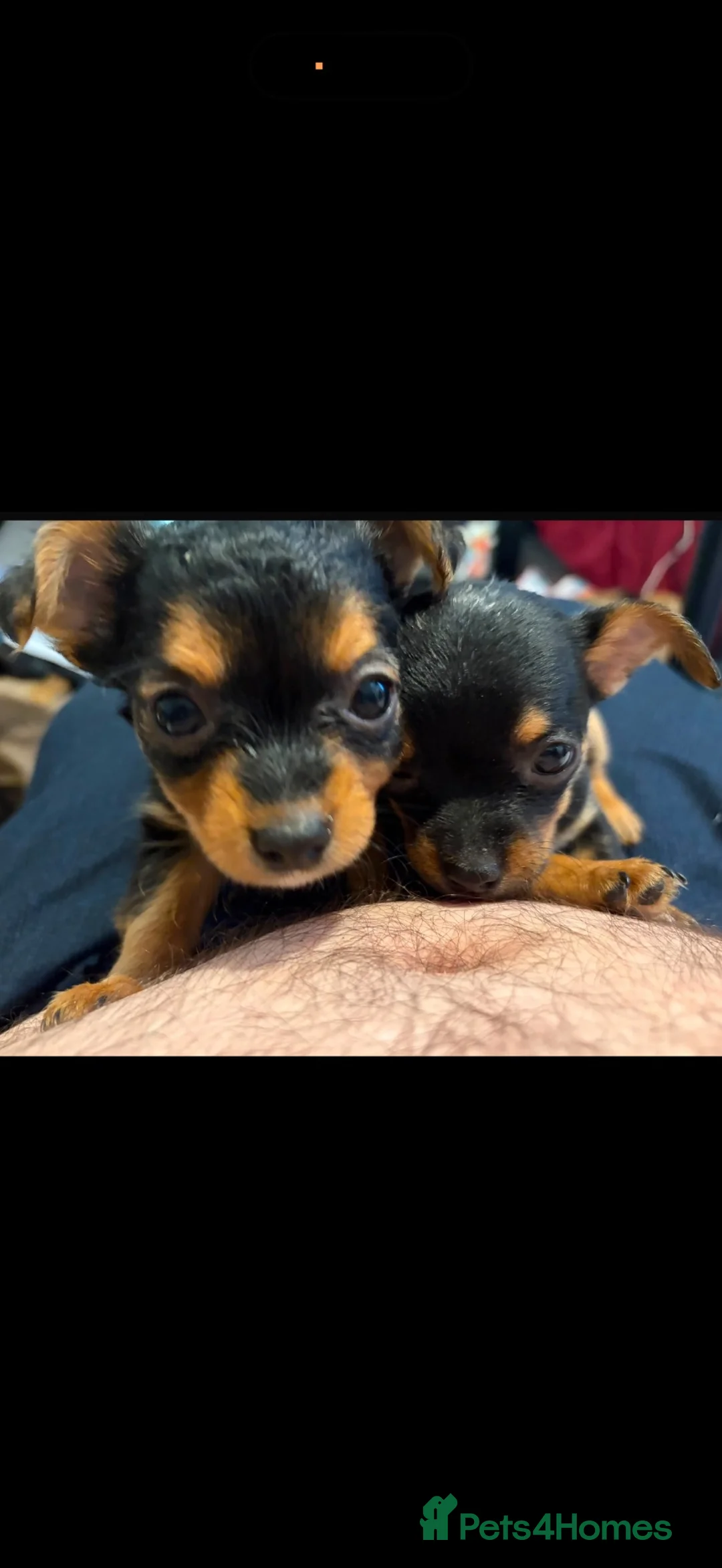 Chorkie dogs for sale: 2 chorkie pups  - Advert 2