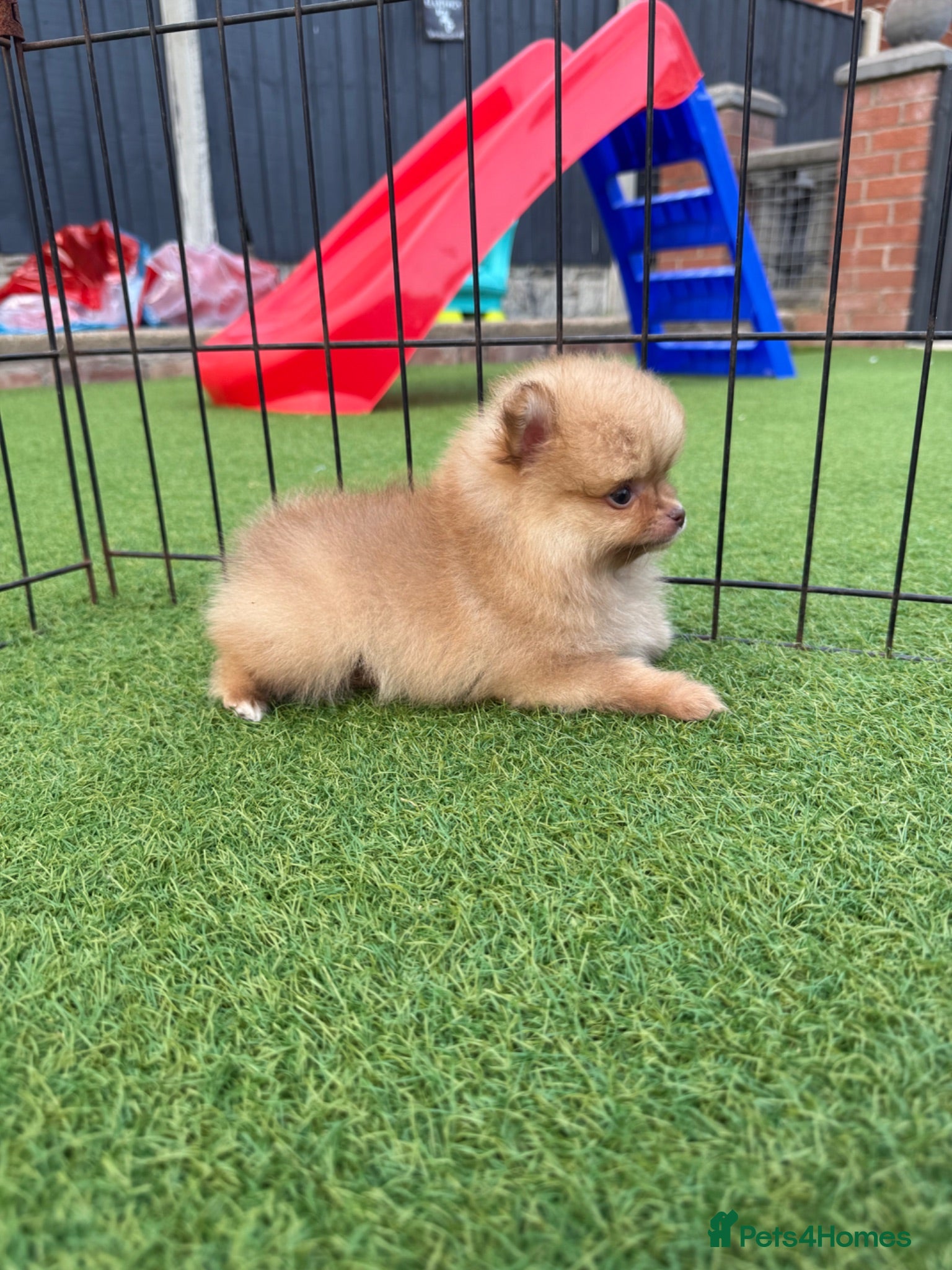 Pomeranian dogs  **  Pomeranian puppy’s ready to leave  - Advert 2