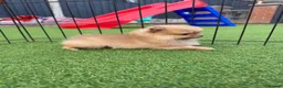 Pomeranian dogs for sale:  **  Pomeranian puppy’s ready to leave  in Liverpool - Advert 2