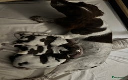 English Springer Spaniel dogs for sale: Fantastic ESS litter from two amazing dogs.  - Image 5