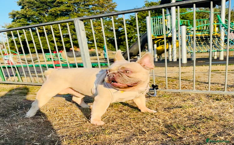 French Bulldog dogs - Advert 4