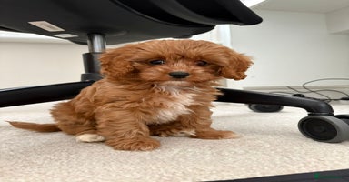 Cavapoo dogs - Advert 4