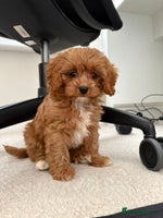 Cavapoo dogs - Advert 4