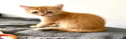 Mixed Breed cats for sale: Ginger Tabby Kitten and White kitten blue eyes  - Advert 5