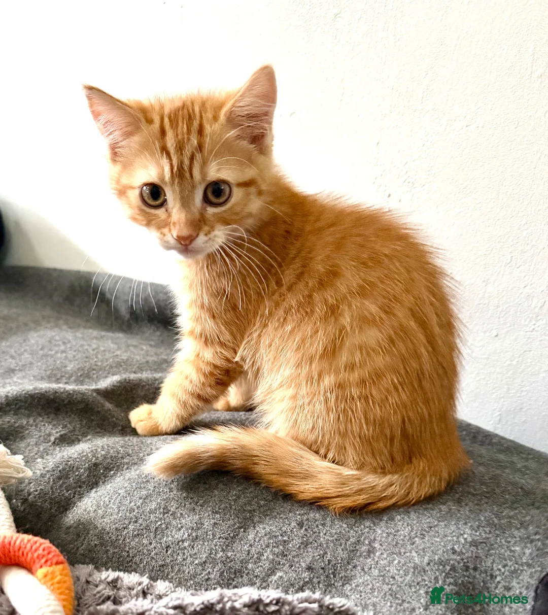 Mixed Breed cats for sale: Ginger Tabby Kitten and White kitten blue eyes  - Advert 5