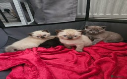 British Shorthair cats for sale: 5 Beautiful Short British haired Kittens  - Image 1