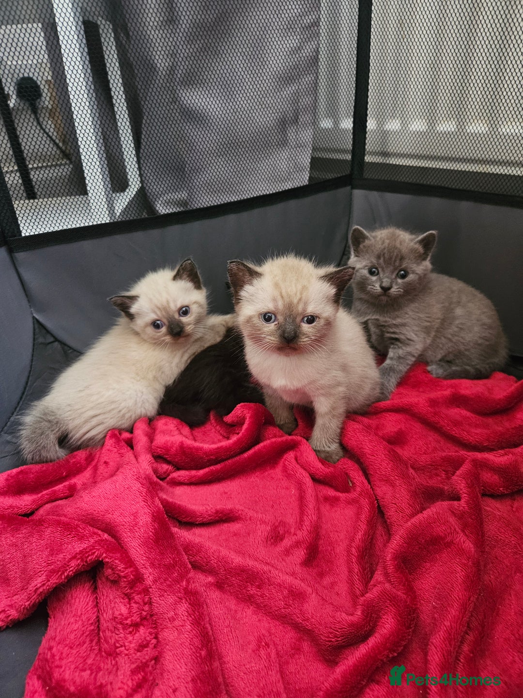 British Shorthair cats for sale: 5 Beautiful Short British haired Kittens  - Image 1
